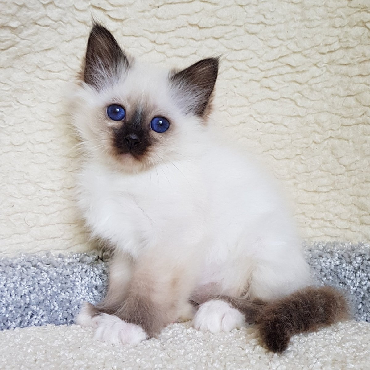 Балинезийская Рэгдолл