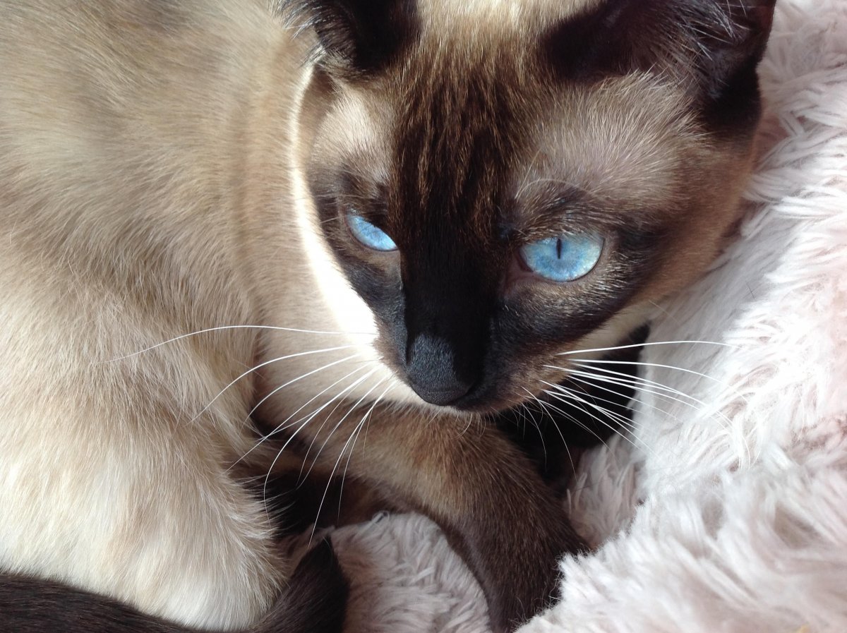 Балинезийская кошка длинношерстная