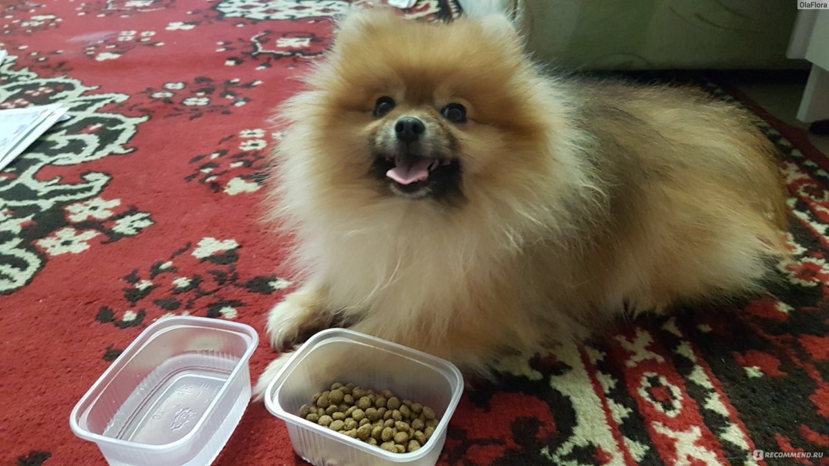 Немецкий шпиц пырзик