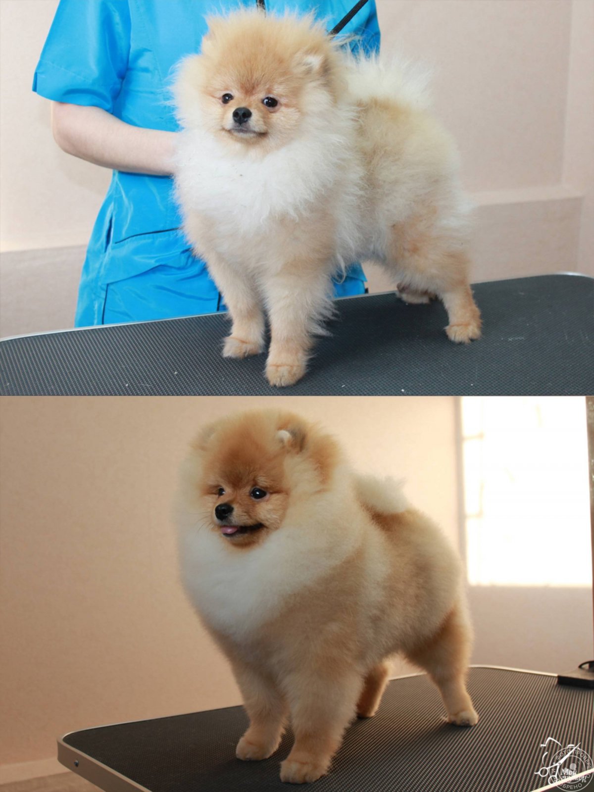 Пырзики шпица