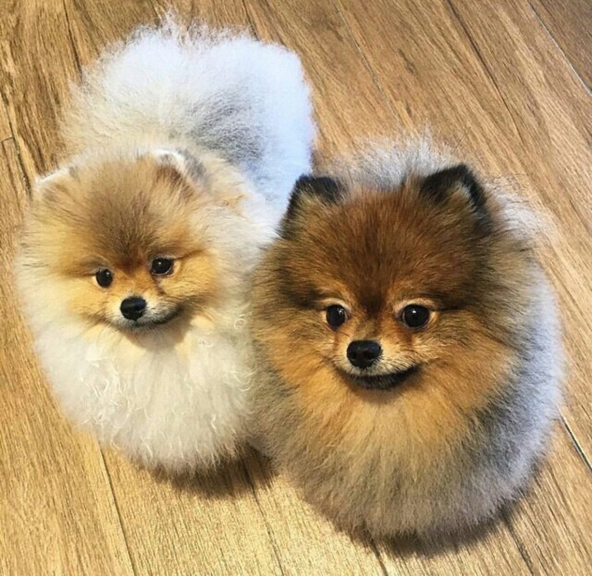 Шпиц пырзик стрижка