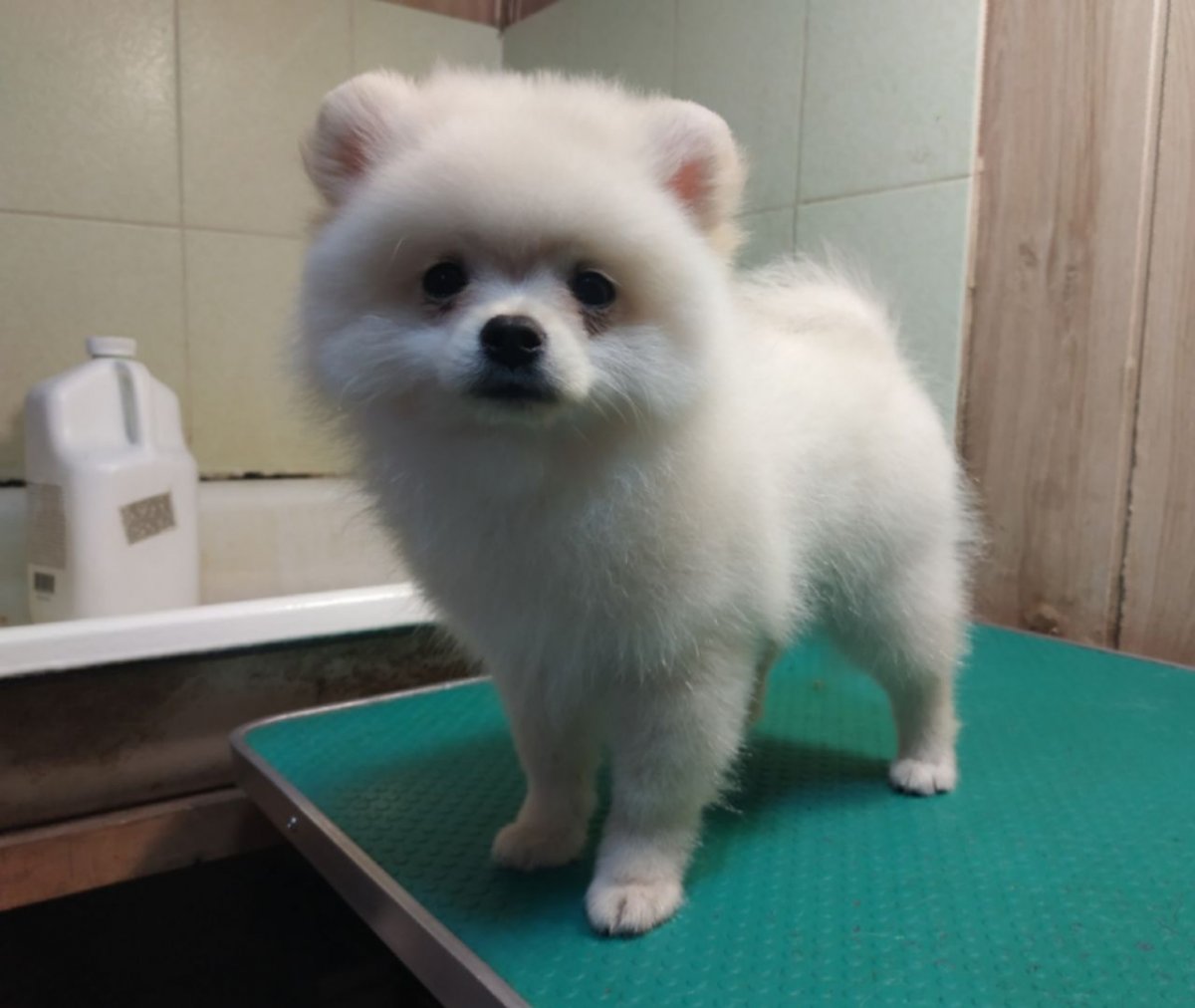 Померанский шпиц 5 месяцев