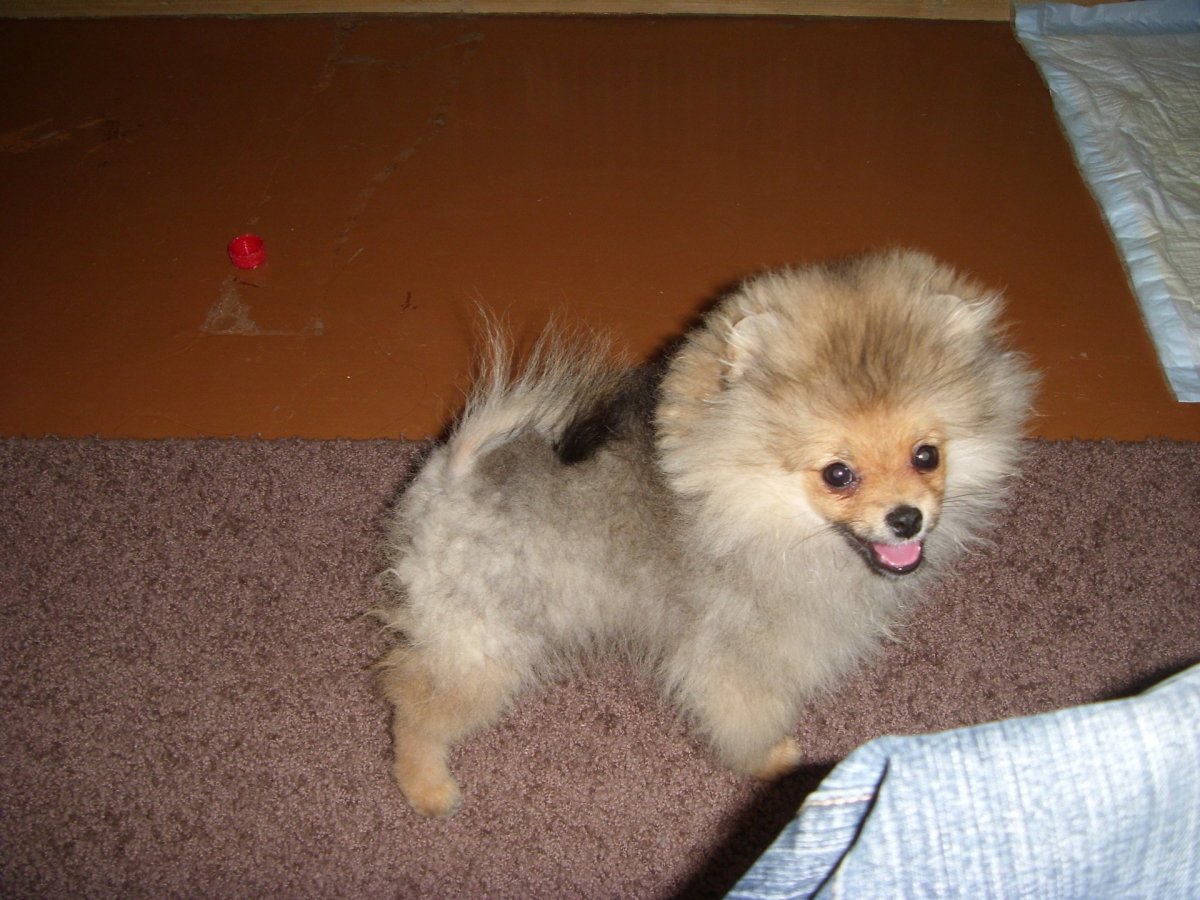 Стрижка шпица в Нижнем Новгороде