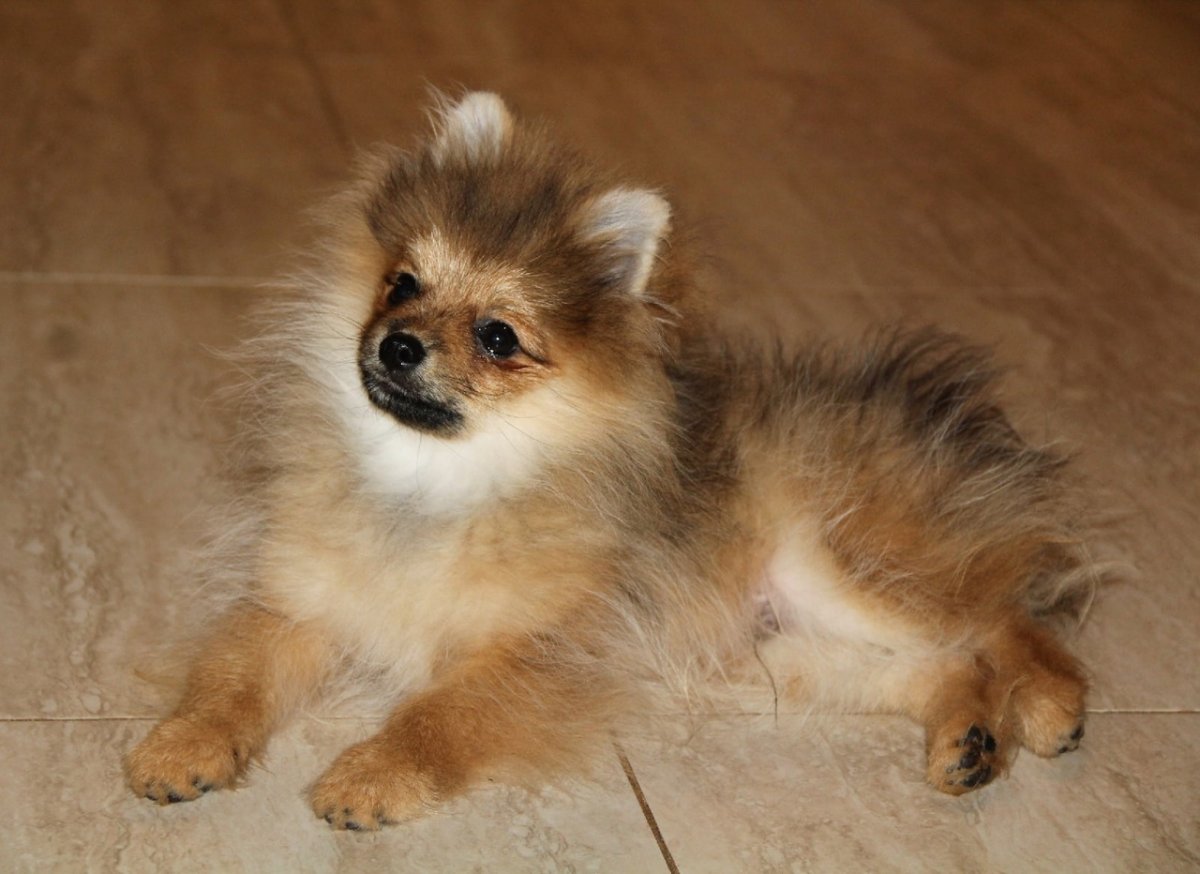 Шпиц пырзик