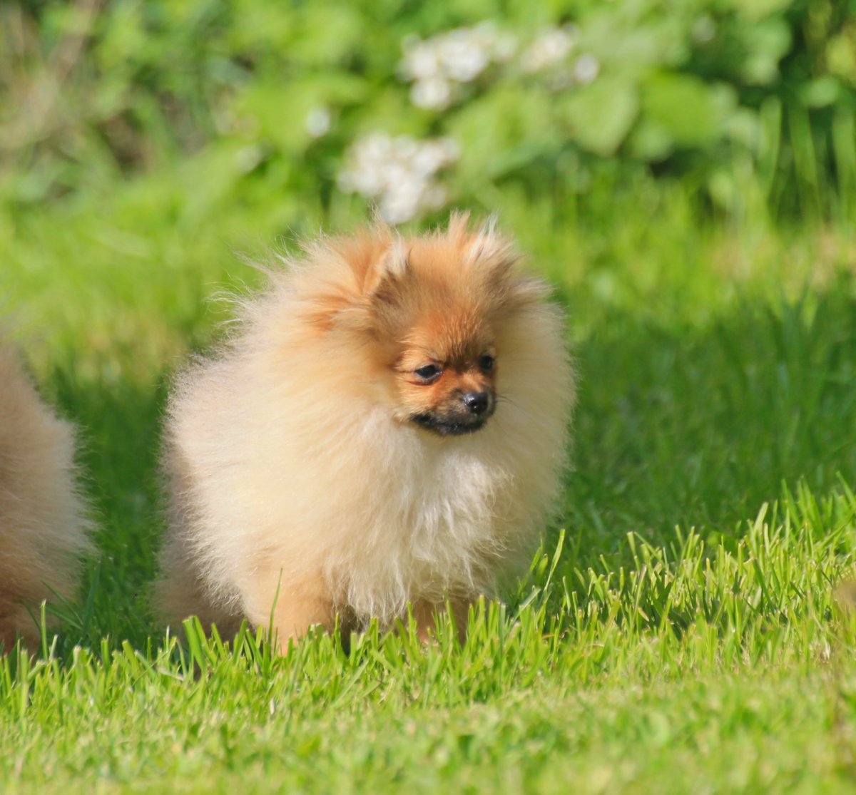 Шпиц рыжий Соболь пырзик