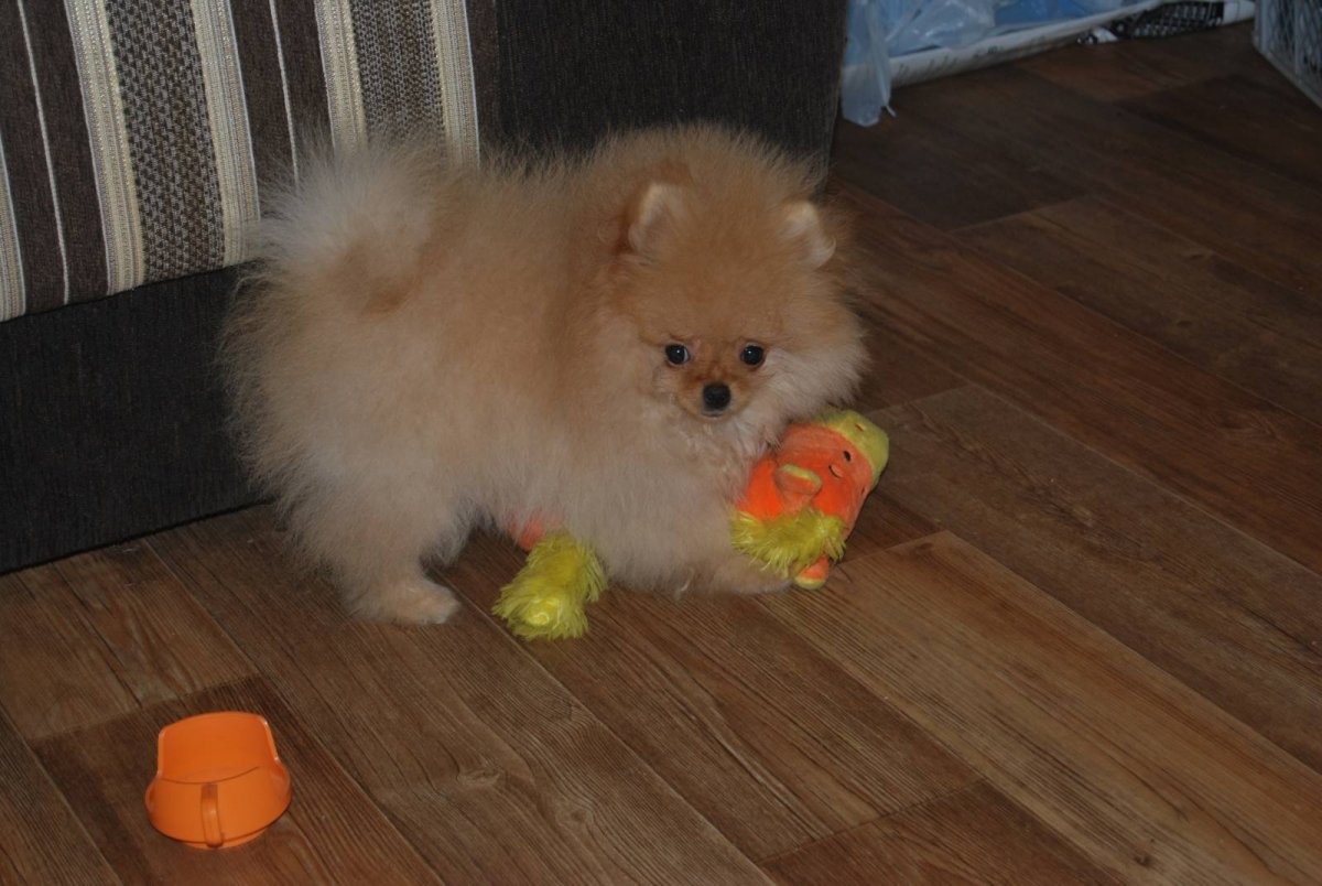 Щенки померанского шпица в линьке