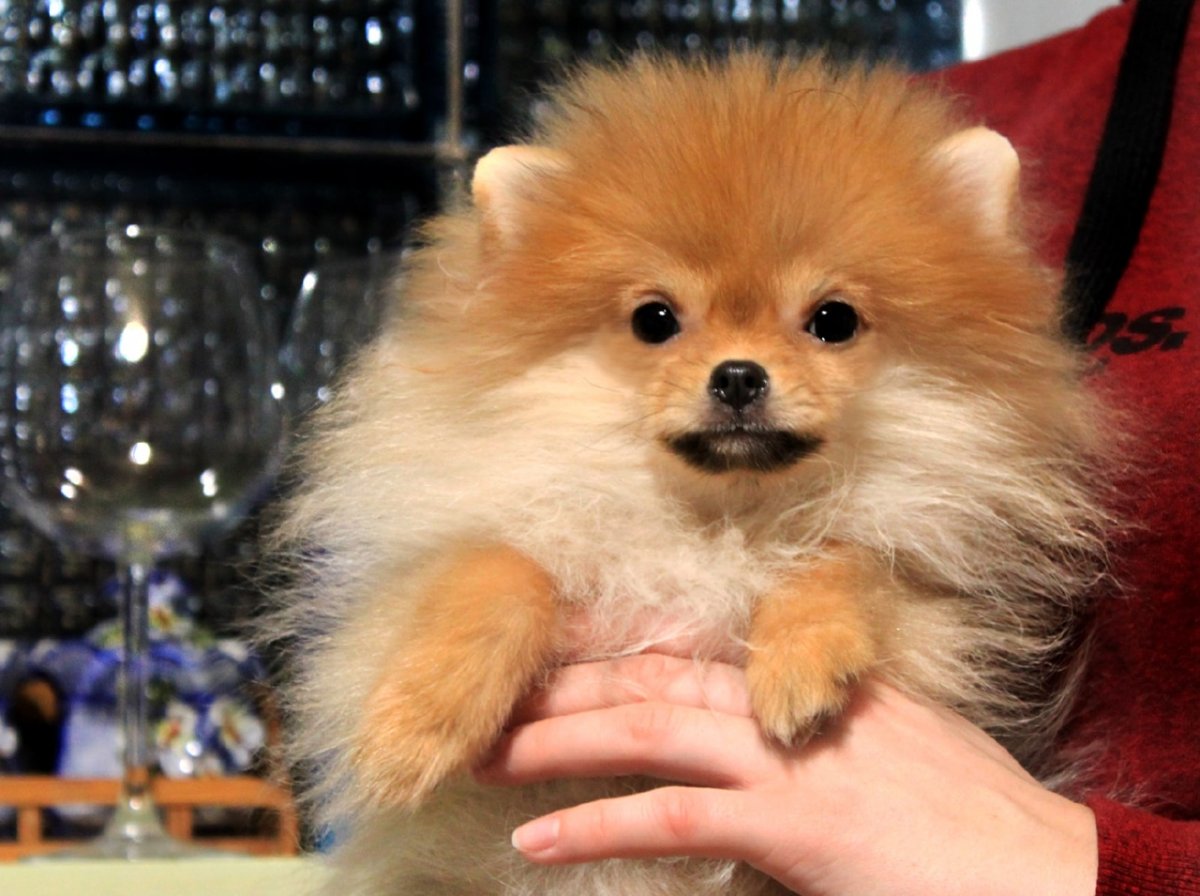 Померанский шпиц пырзик