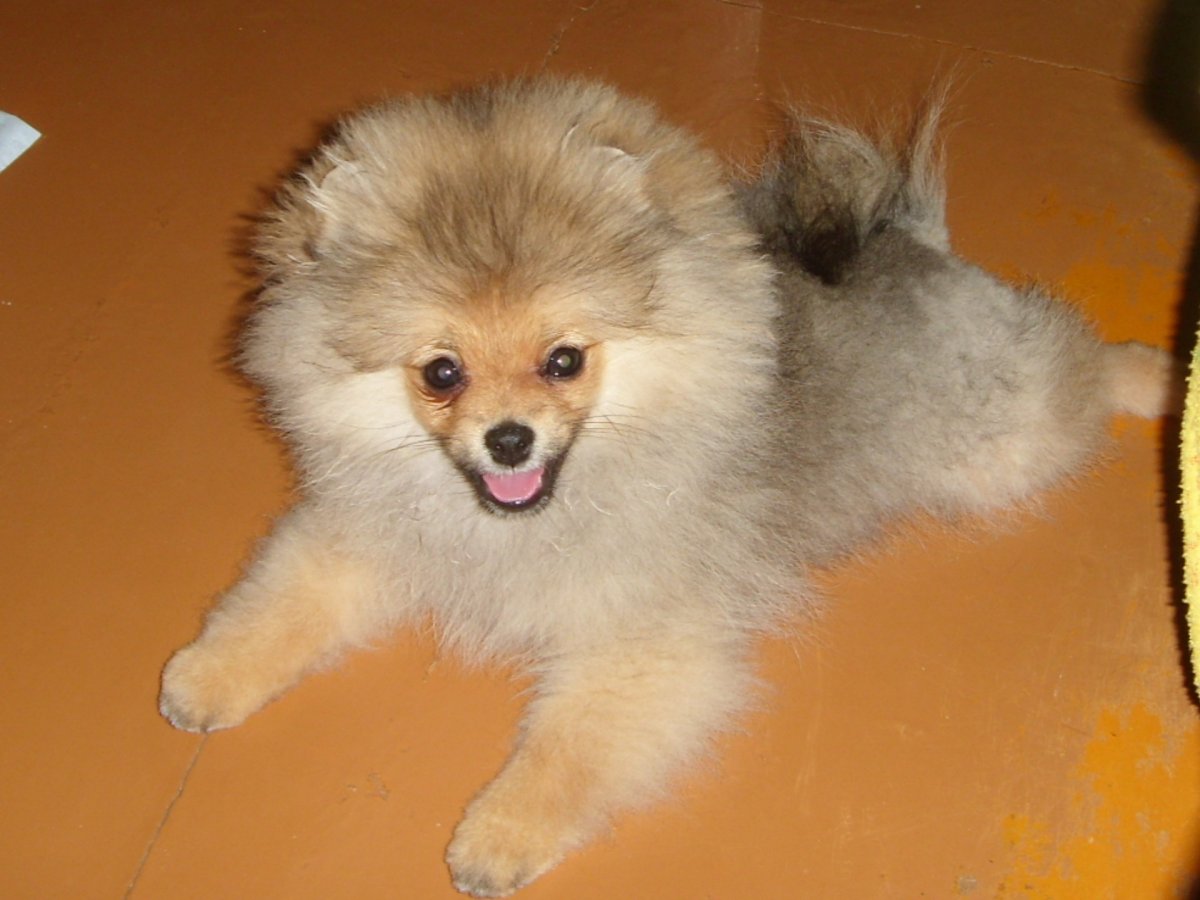 Немецкий шпиц пырзик