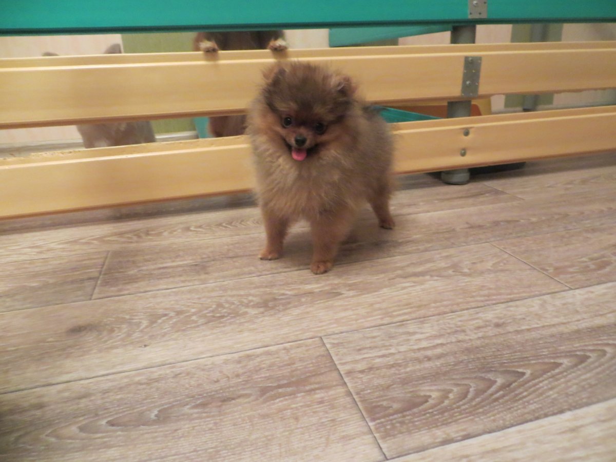 Померанский шпиц медвежьего типа белый взрослый