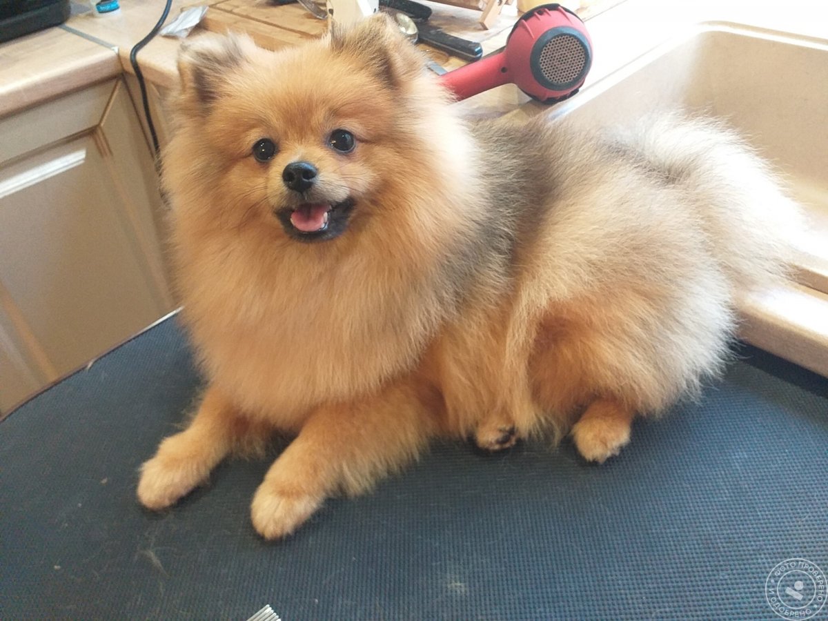 Померанские Шпицы пырзики