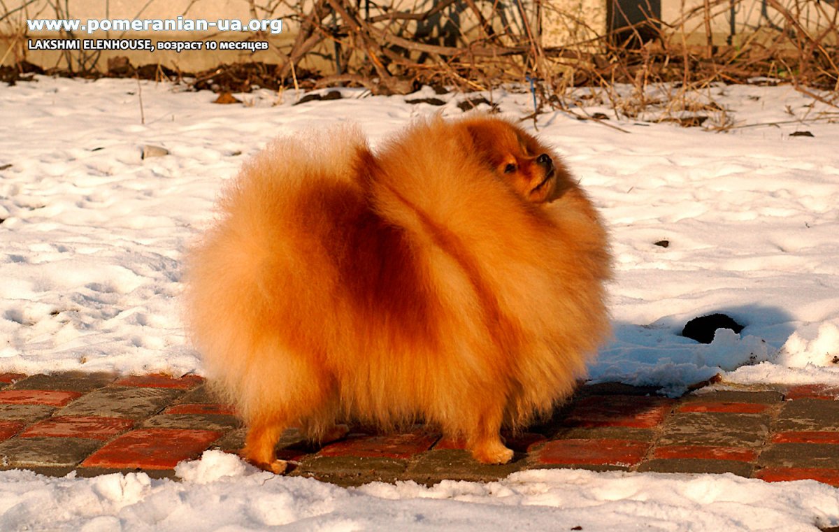 Как выглядит шпиц в 40 дней белый