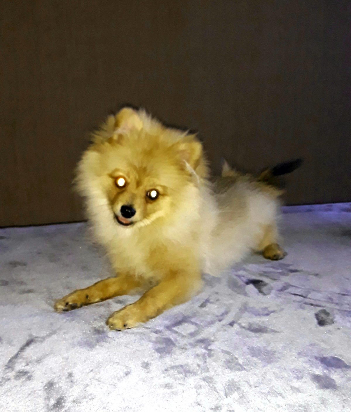 Шпиц пырзик до и после