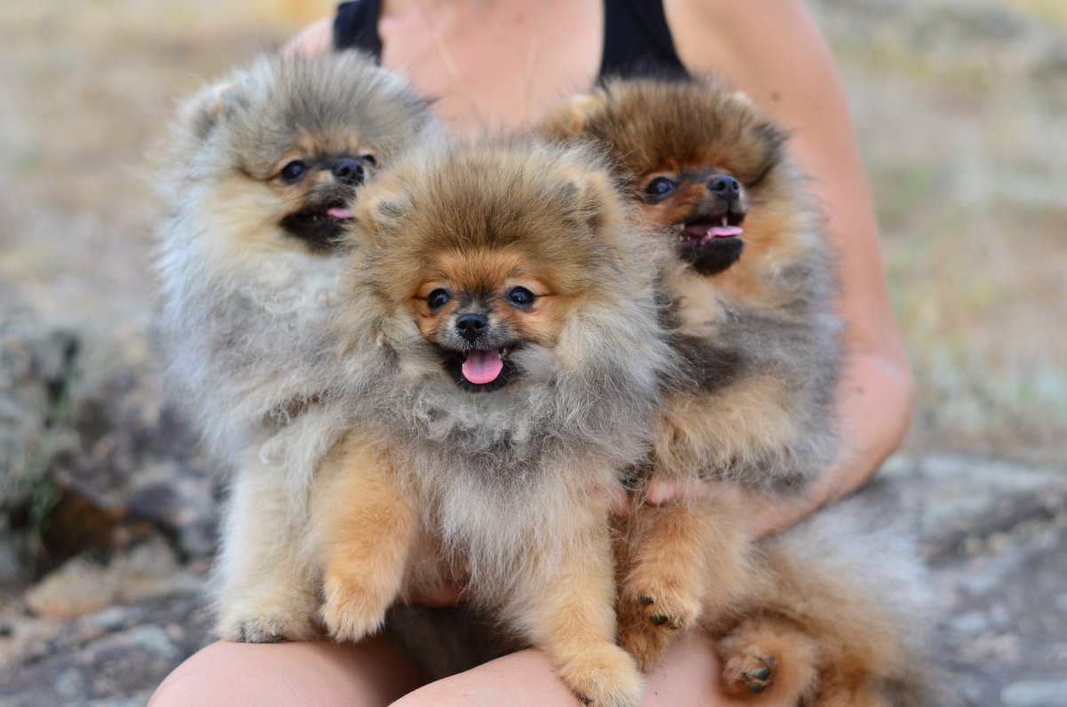 Померанский шпиц пет класса