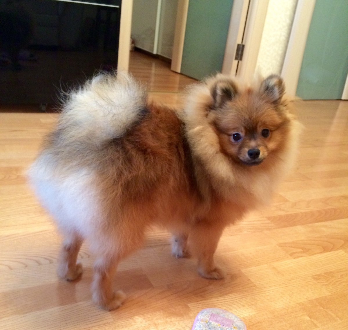 Шпиц весом 3.5 кг