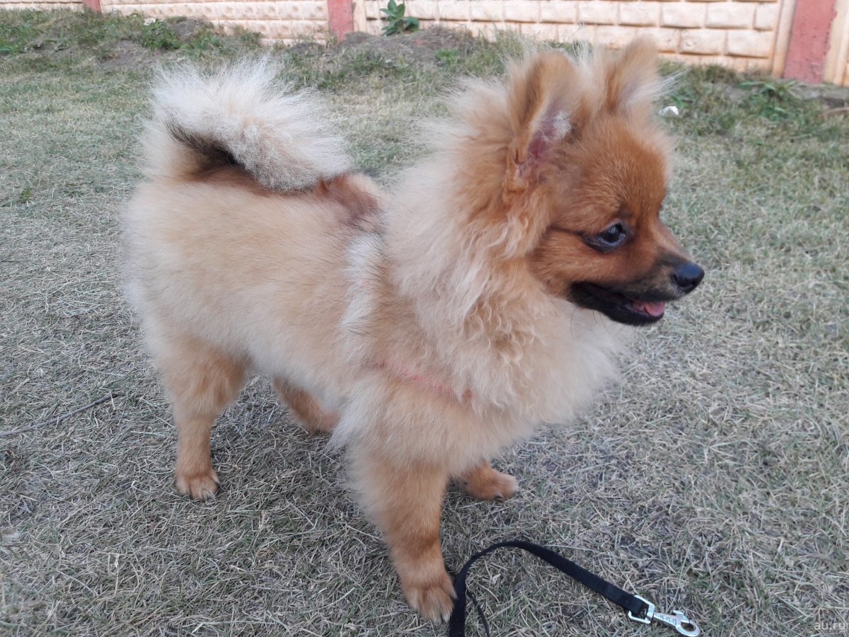 Померанский шпиц 4 месяца