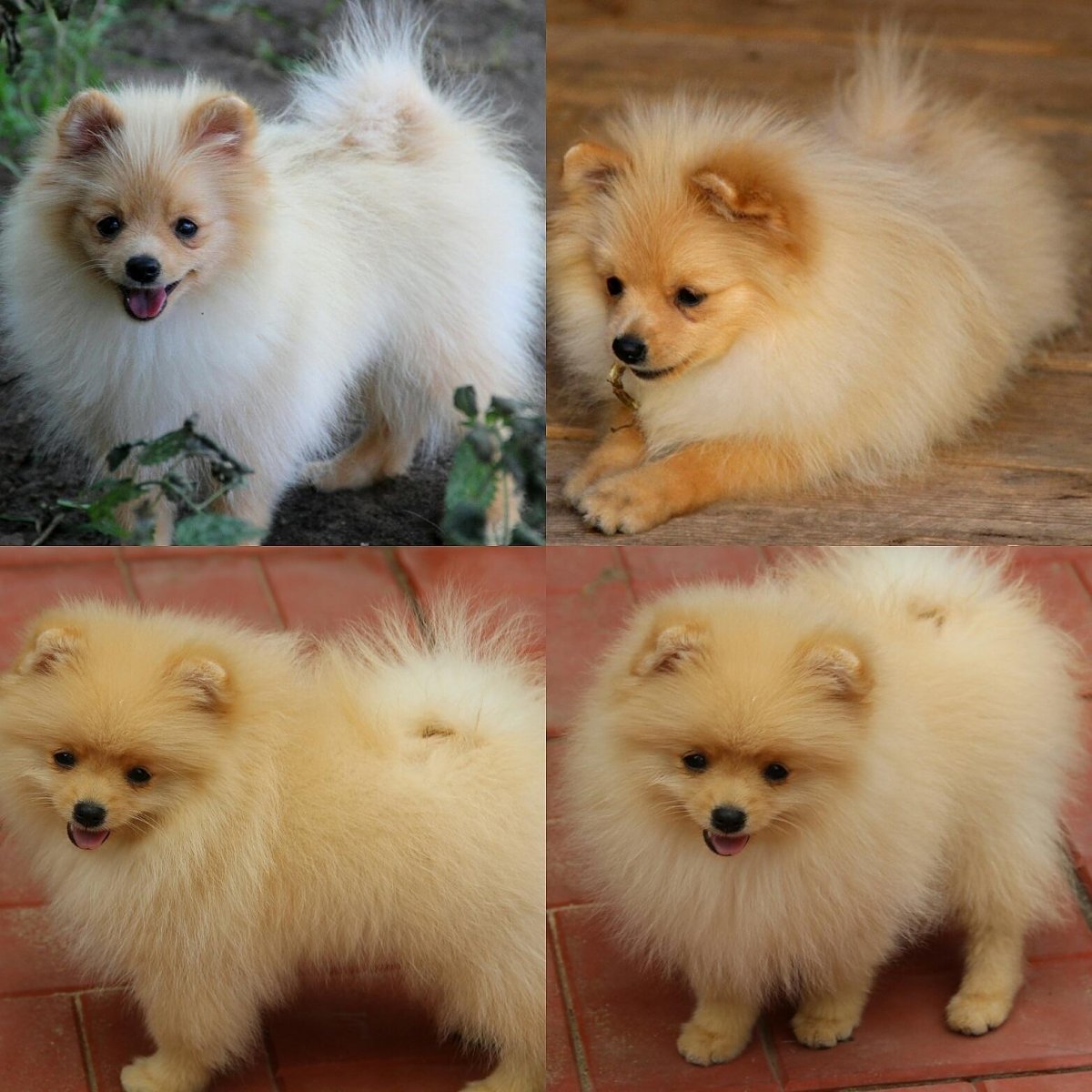 Померанский шпиц мальчик