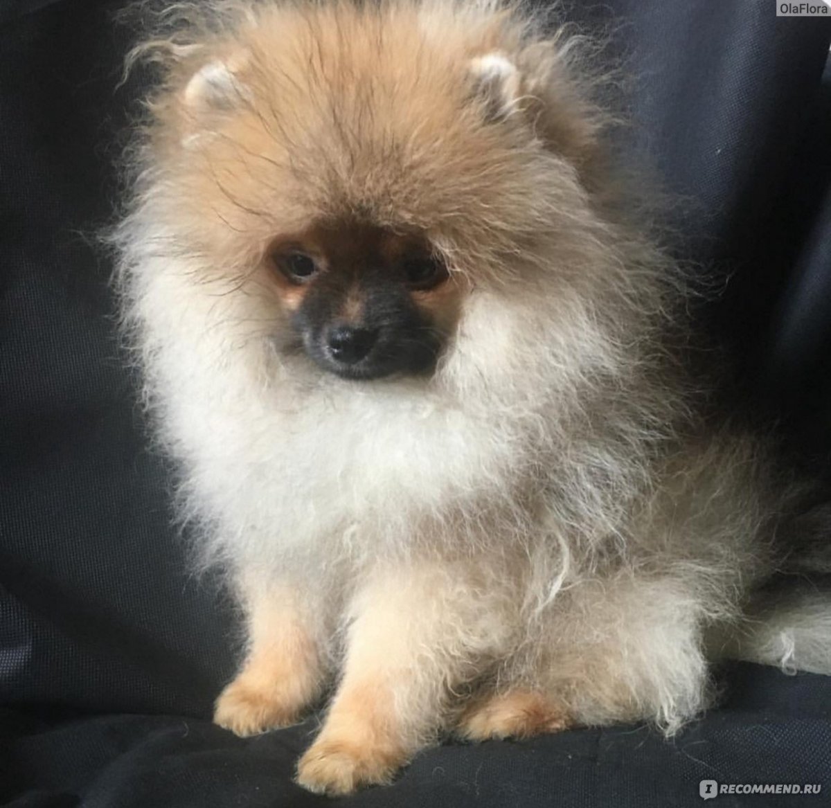 Пырзик шпиц фото до и после