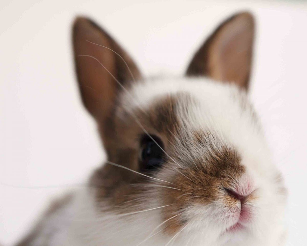 Мордочка кролика