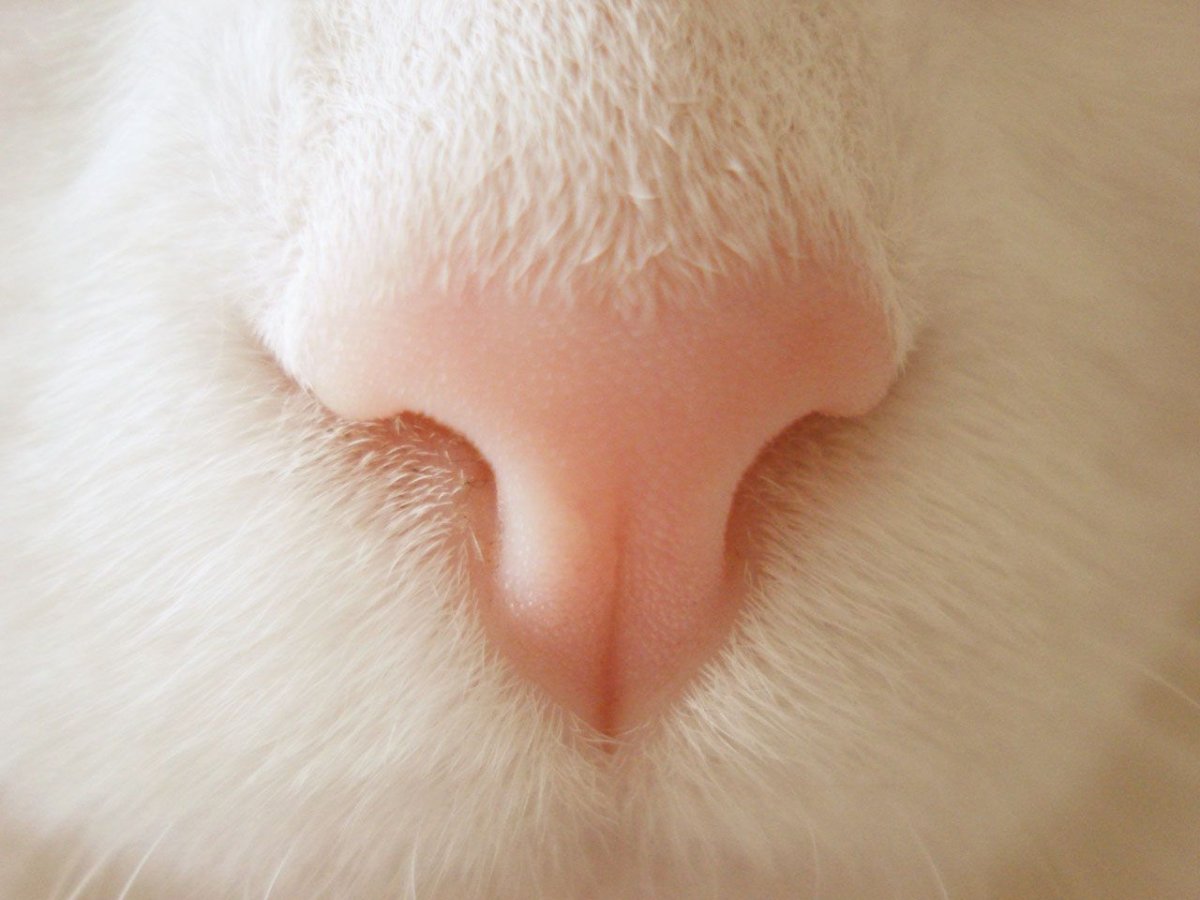 Носик котика