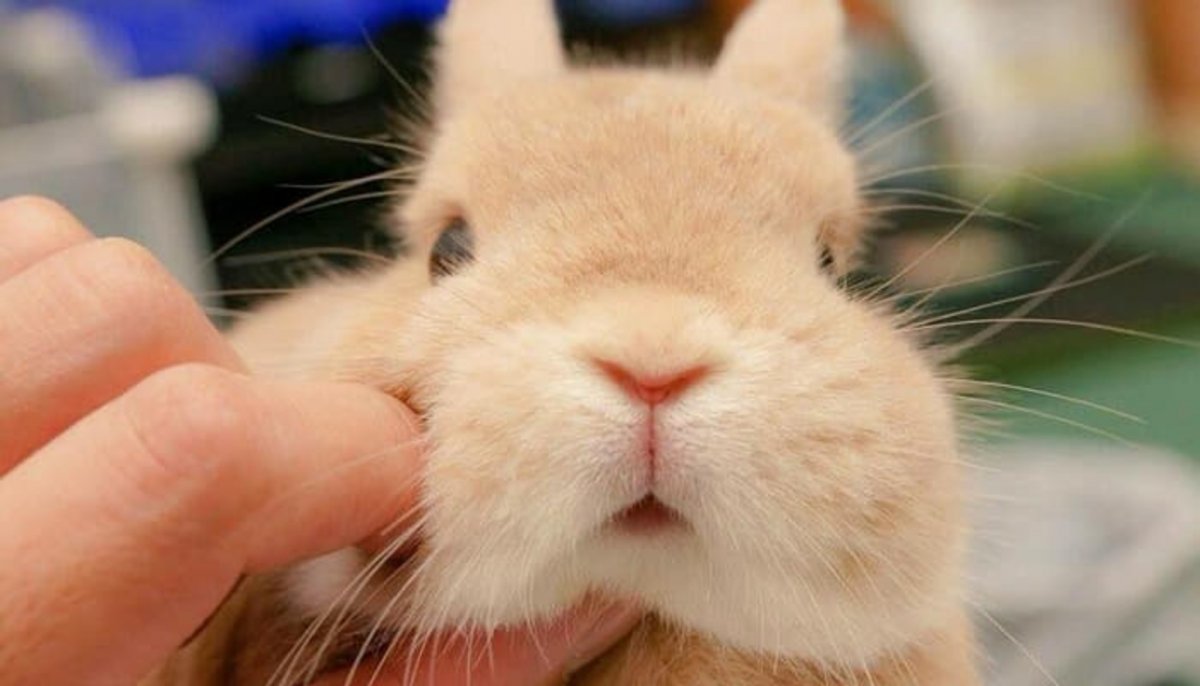 Нос кролика