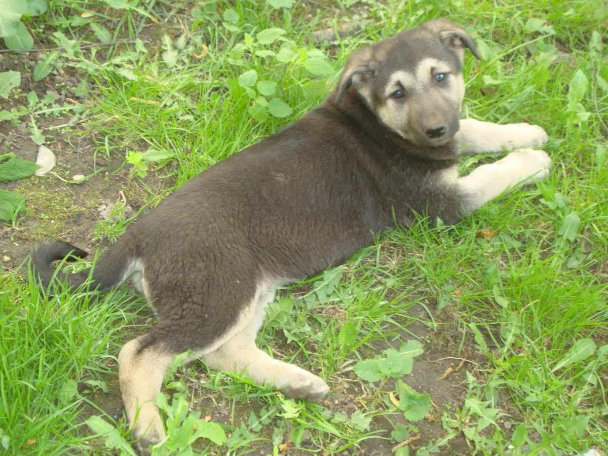 Помесь хаски и алабая