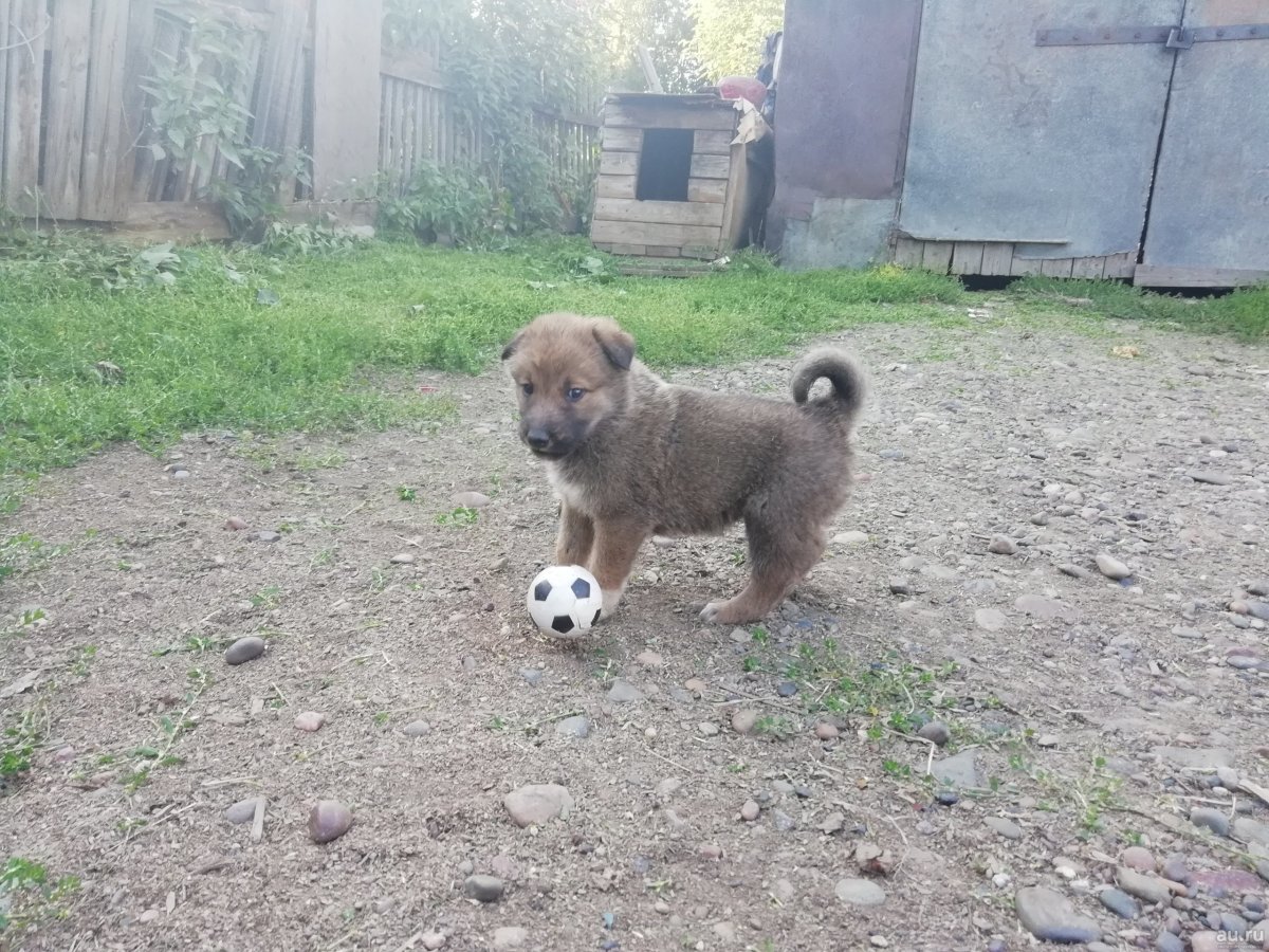 Смесь САО И дворняги