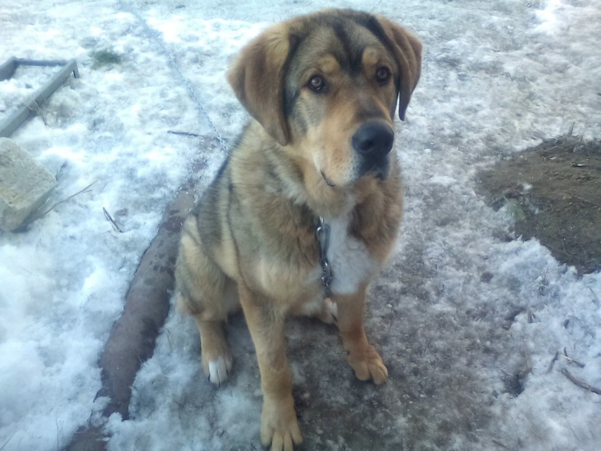 Метис алабая