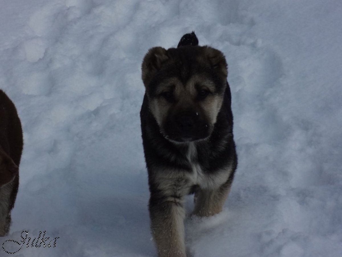 Помесь алабая и немецкой овчарки