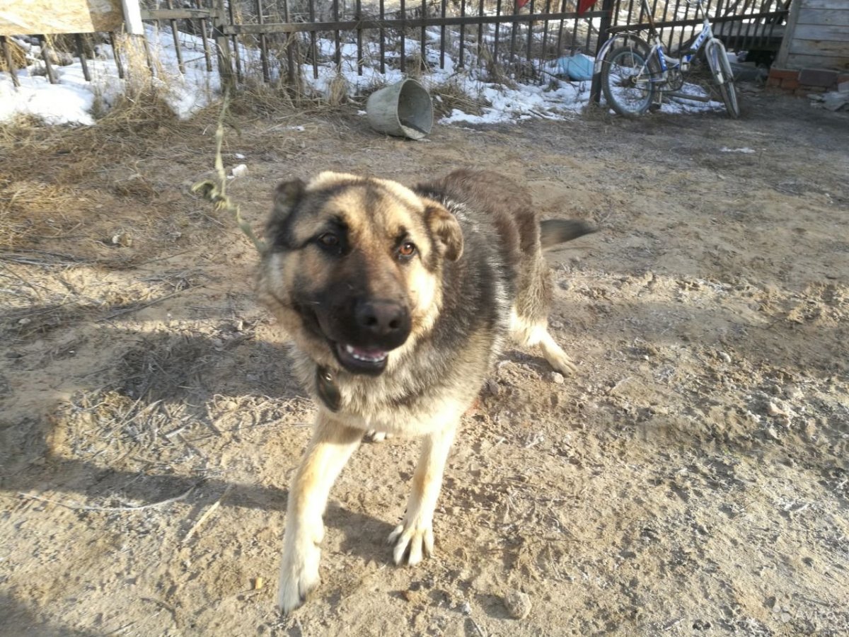 Алабай с дворняжкой