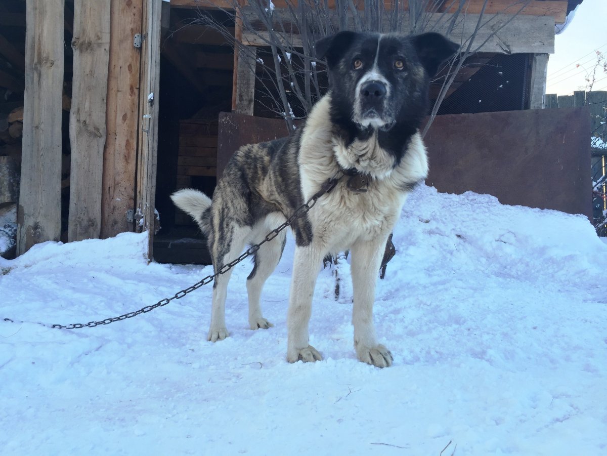Метис шарпея и дворняги