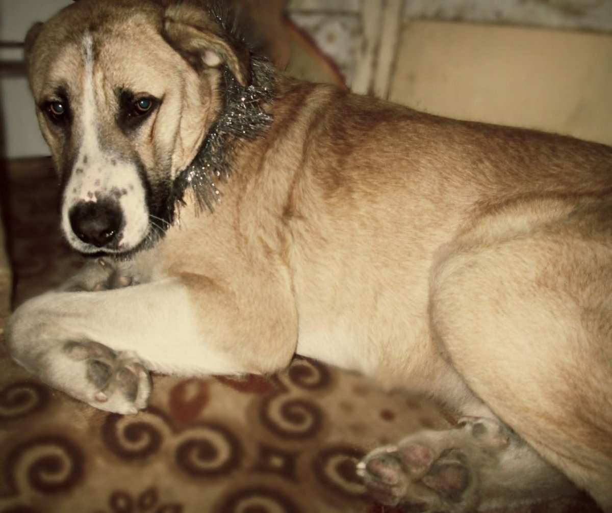 Метис алабая и дворняги