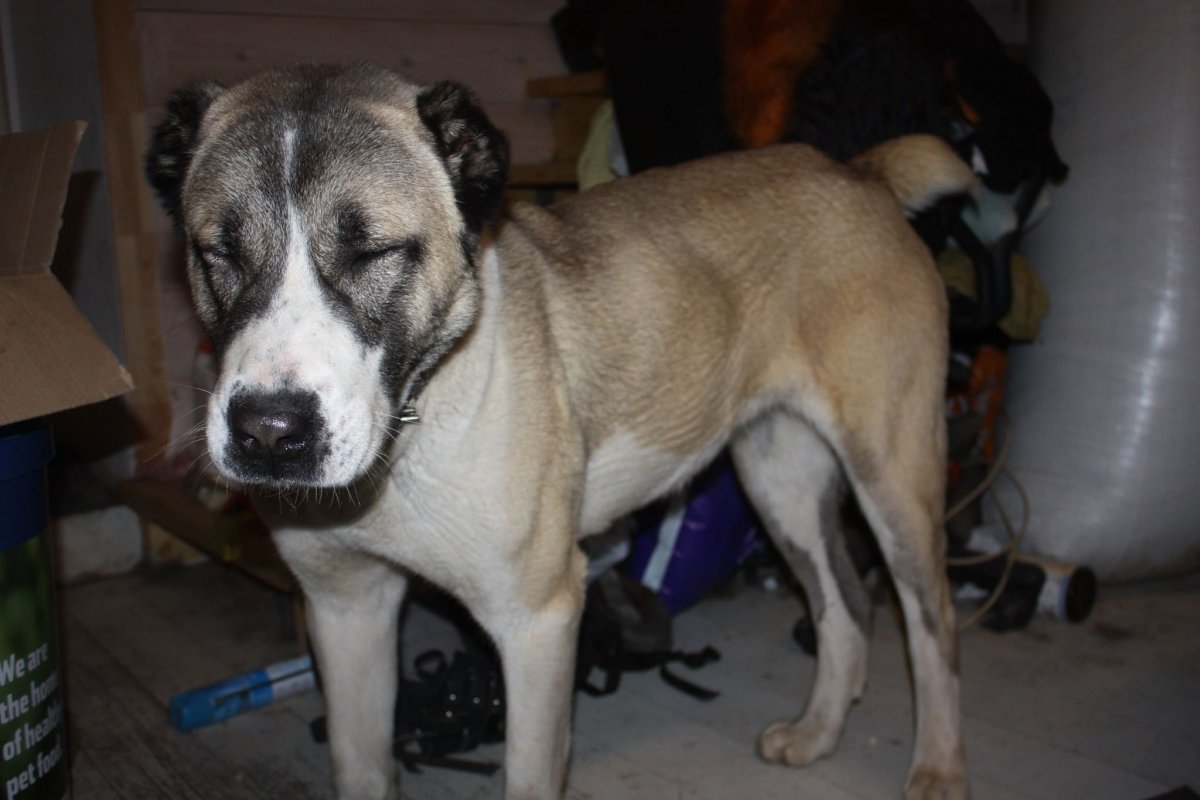 Ульяновск село Поникий ключ щенки алабая