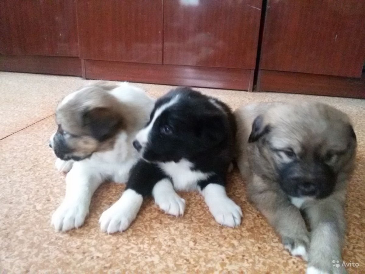 Метис алабая и лайки