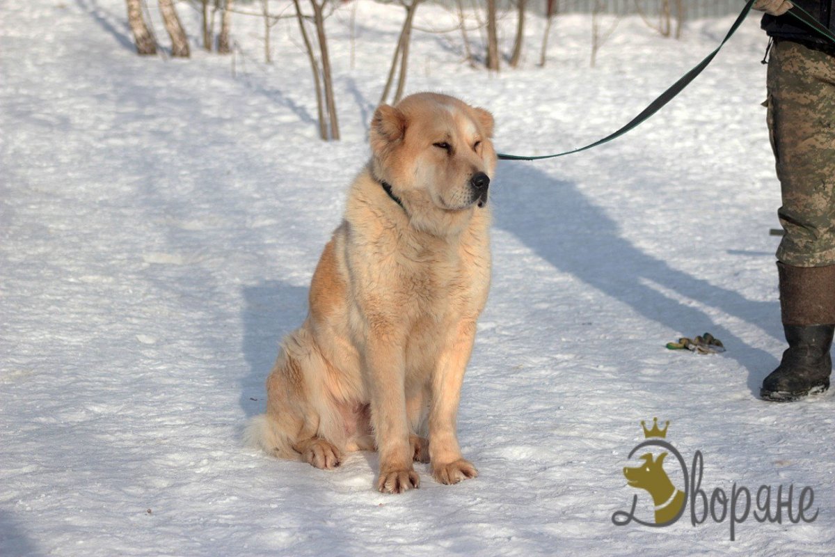 Метис питбуля и алабая