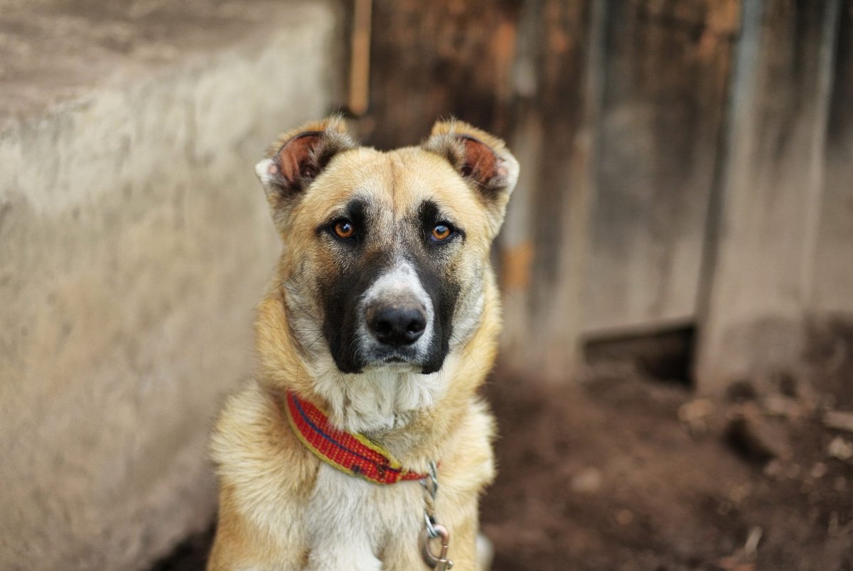 Помесь алабая и дворняги
