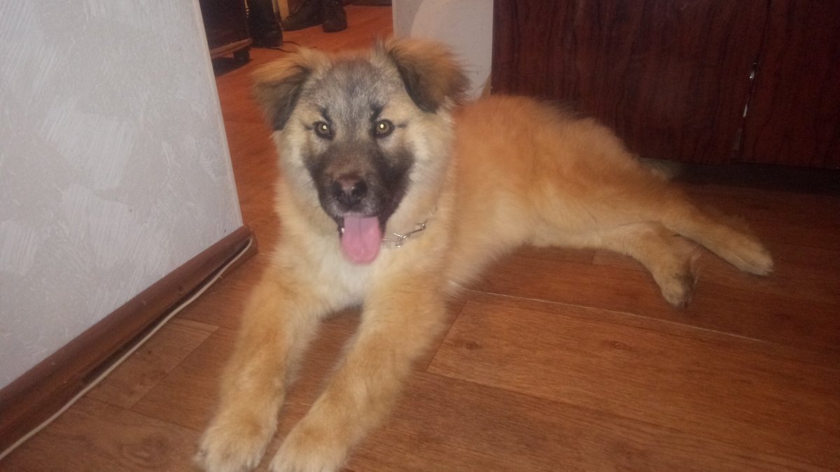 Метис алабая