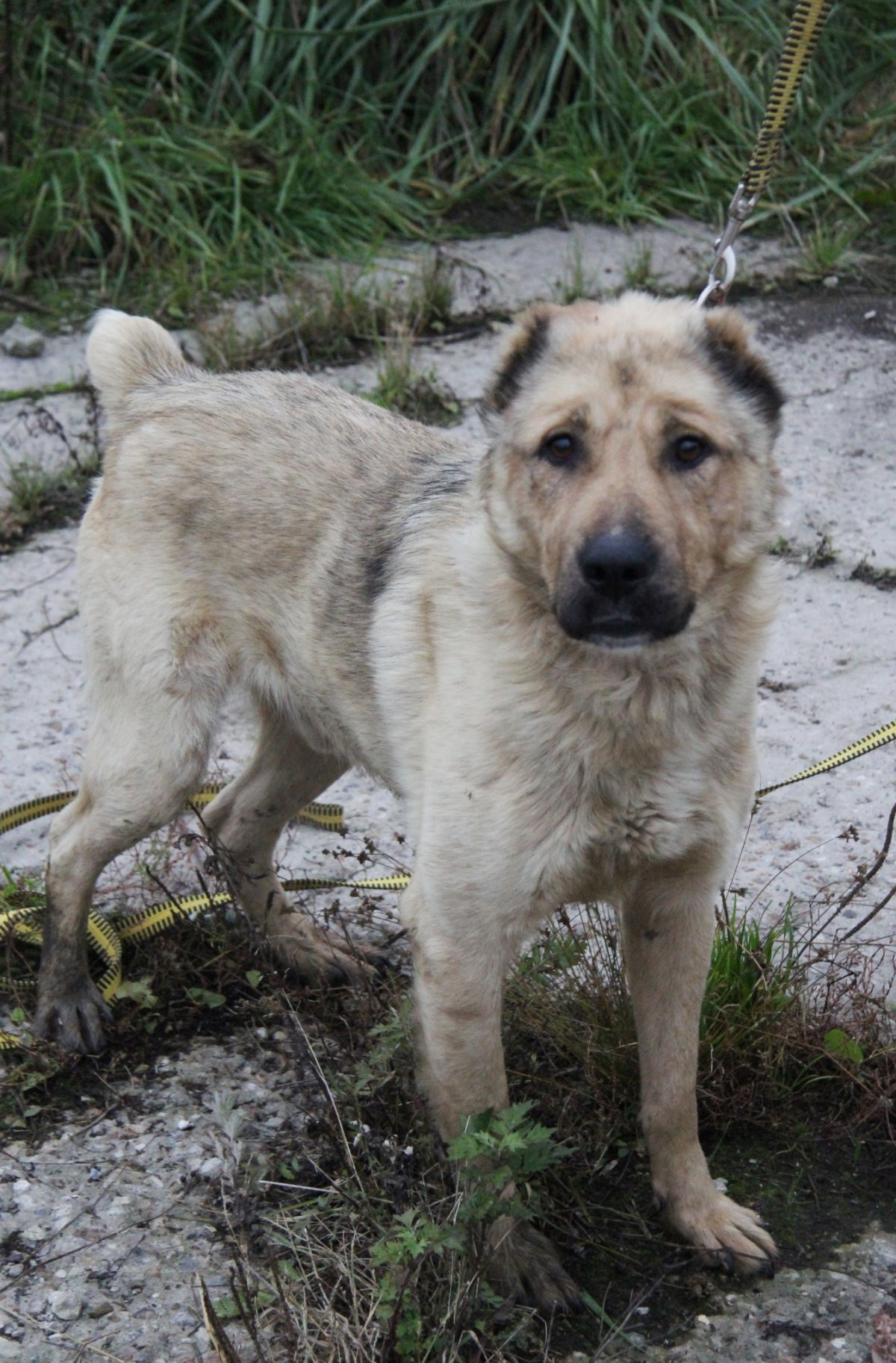 Смесь хаски и среднеазиатской овчарки