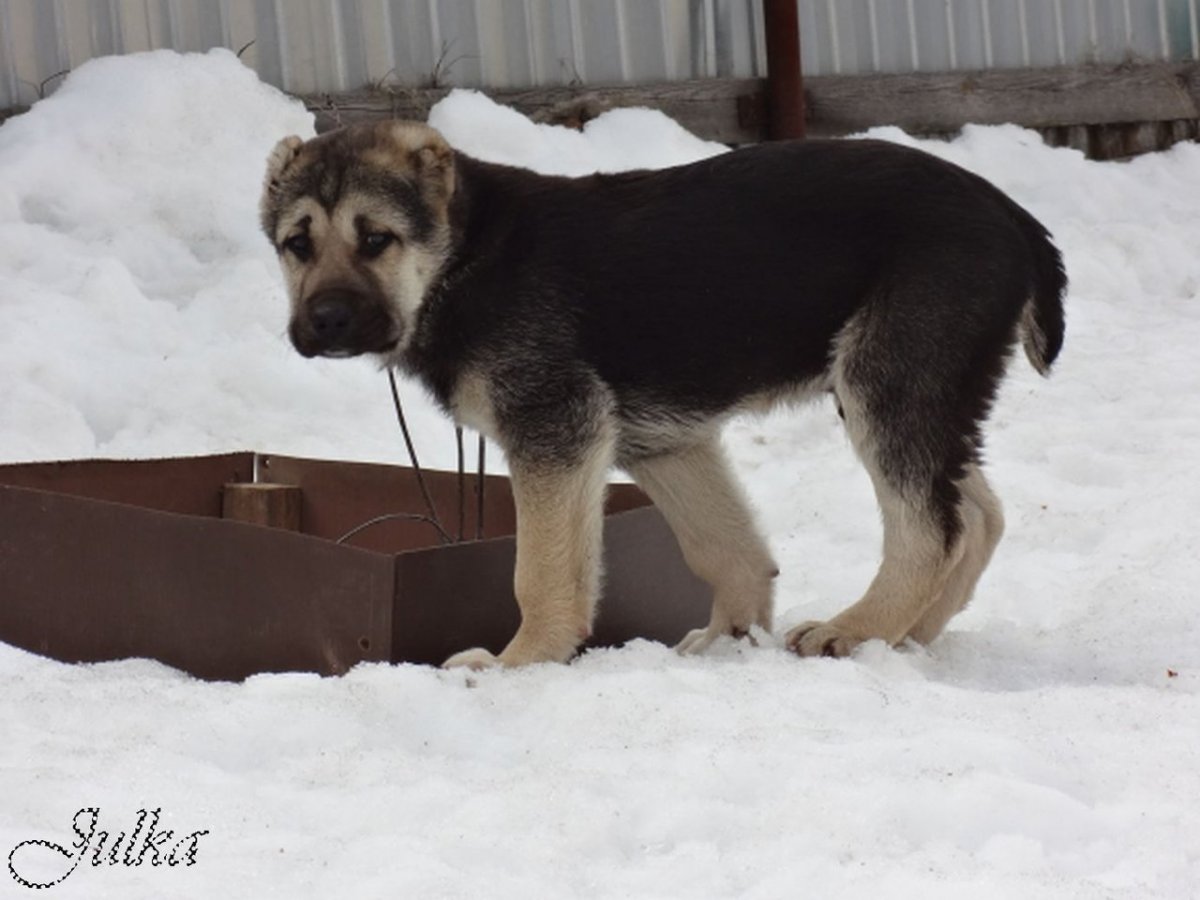 Помесь алабая и дворняги щенки