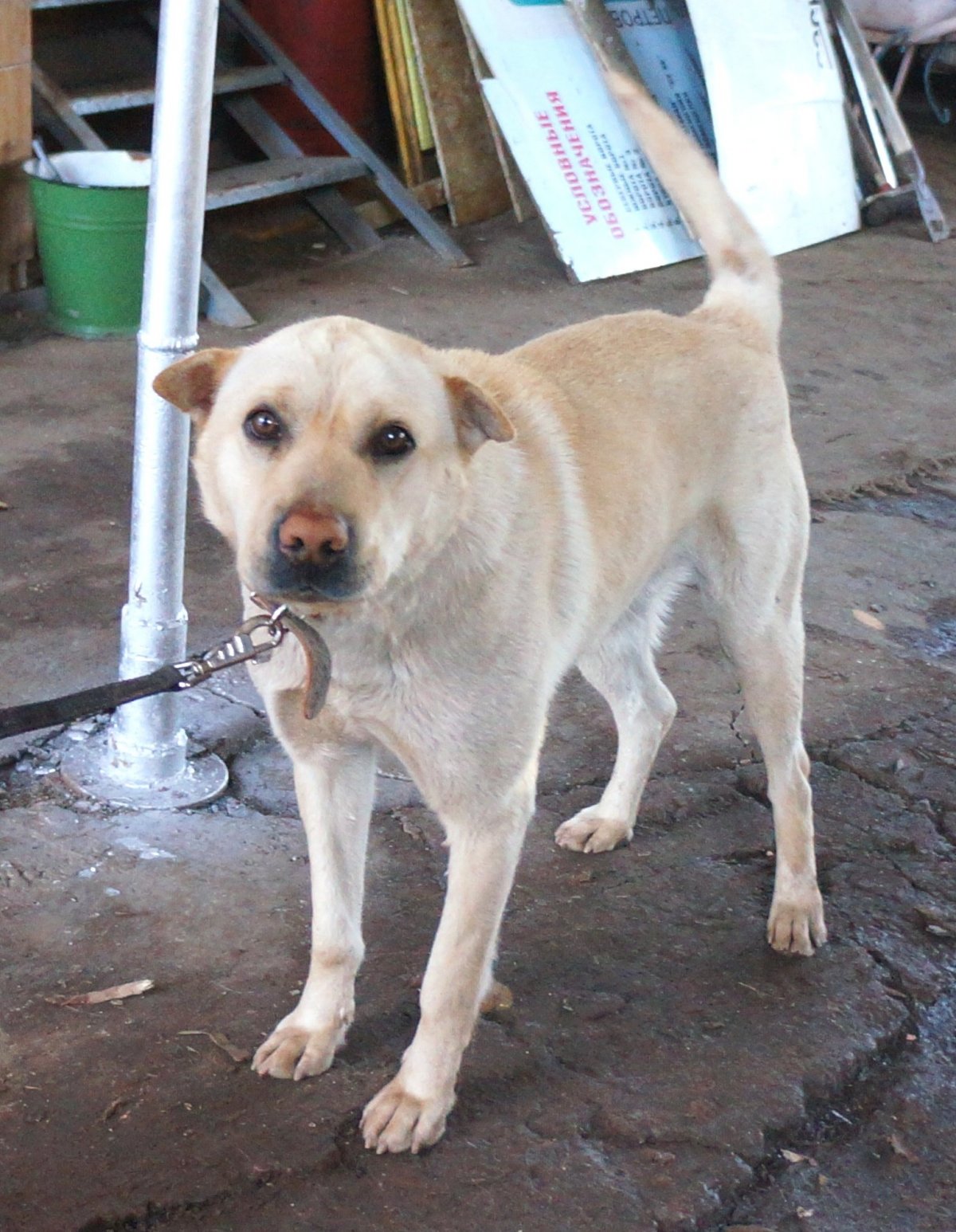 Смесь Йорка и алабая