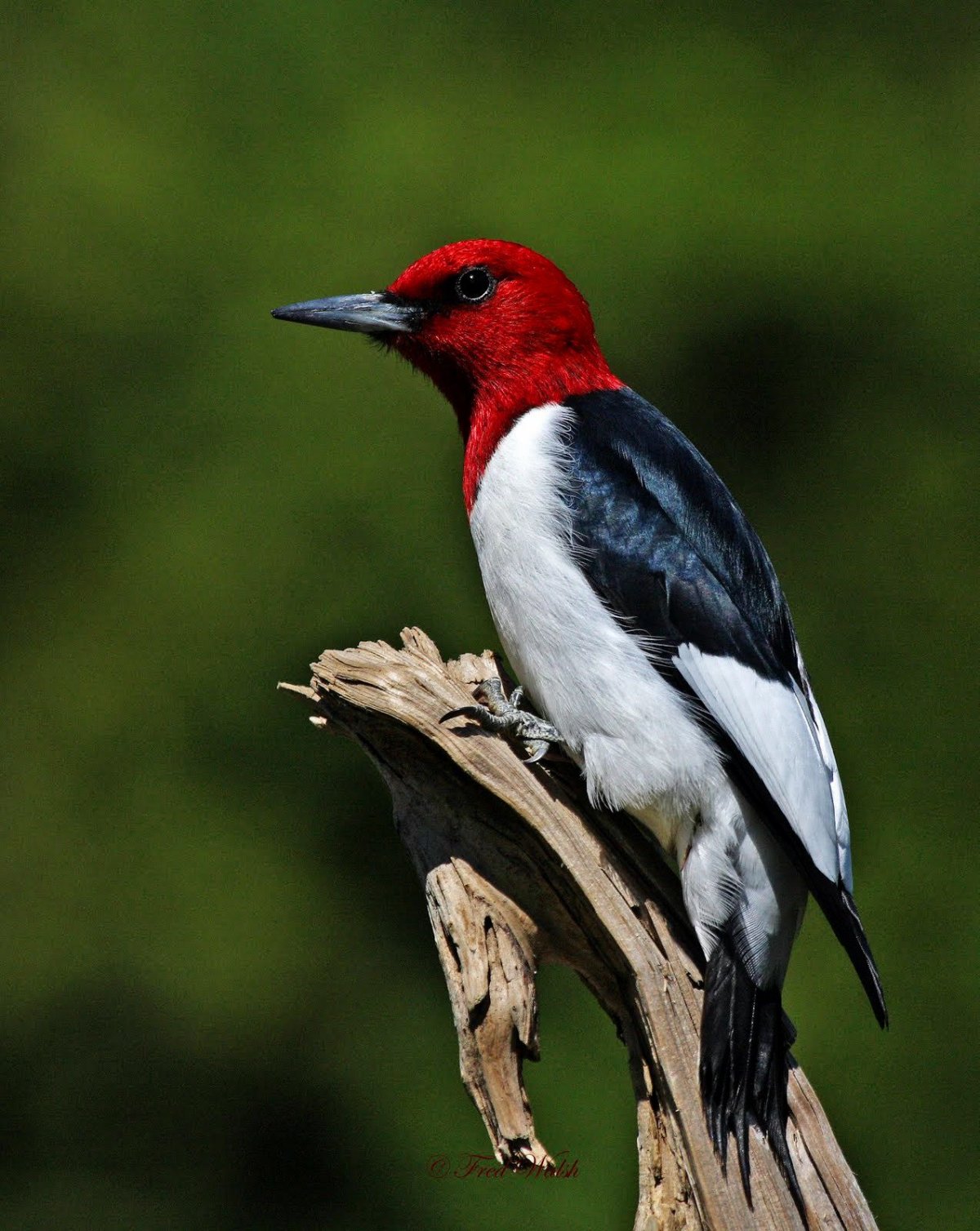 Черная птица с красной головой