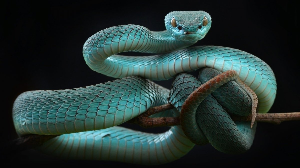 Самые дорогие змеи в мире