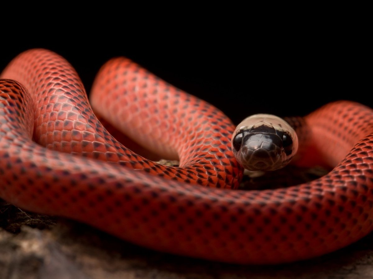 Чёрная мамба змея