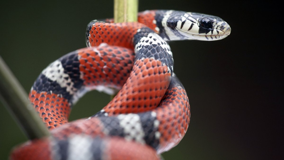 Королевская полосатая змея