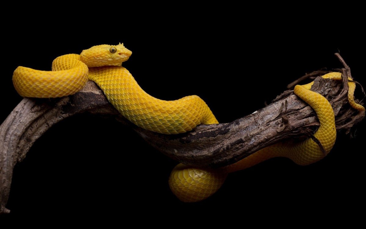 Цепкохвостый ботропс Шлегеля