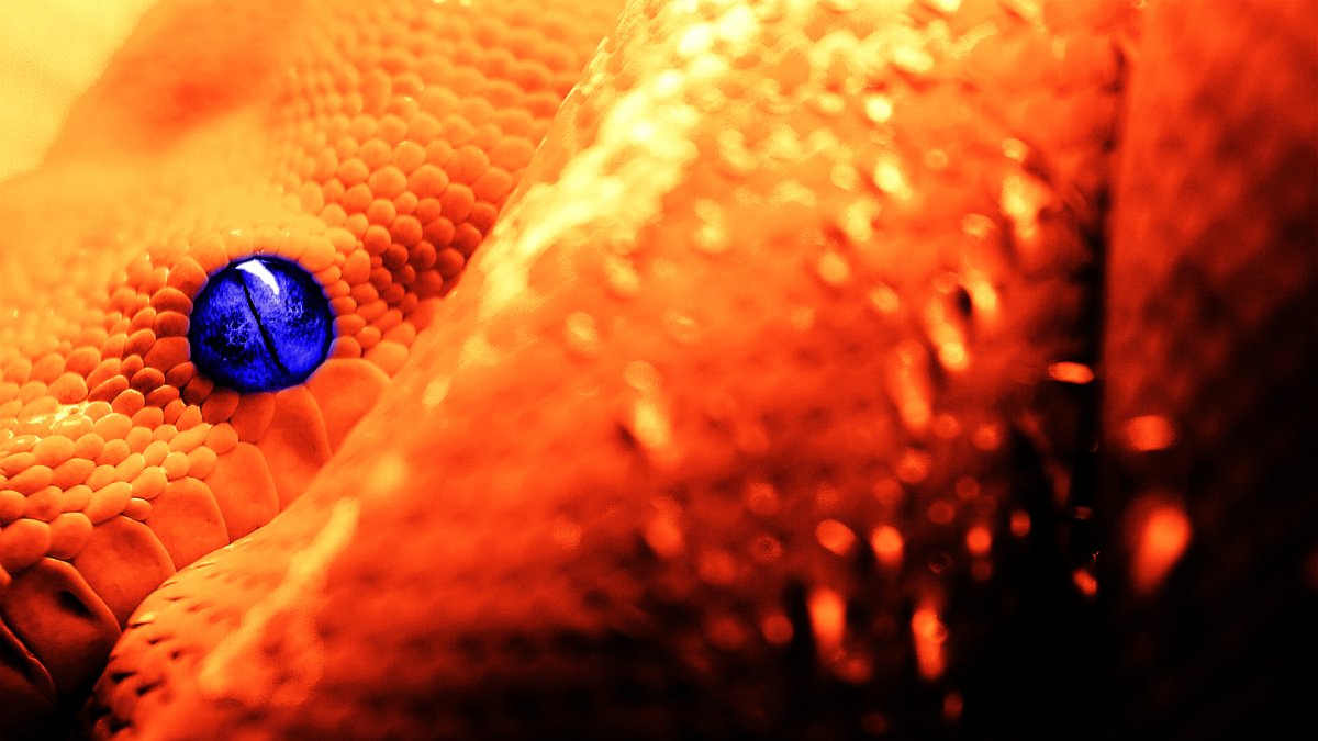 Змеи на рабочий стол