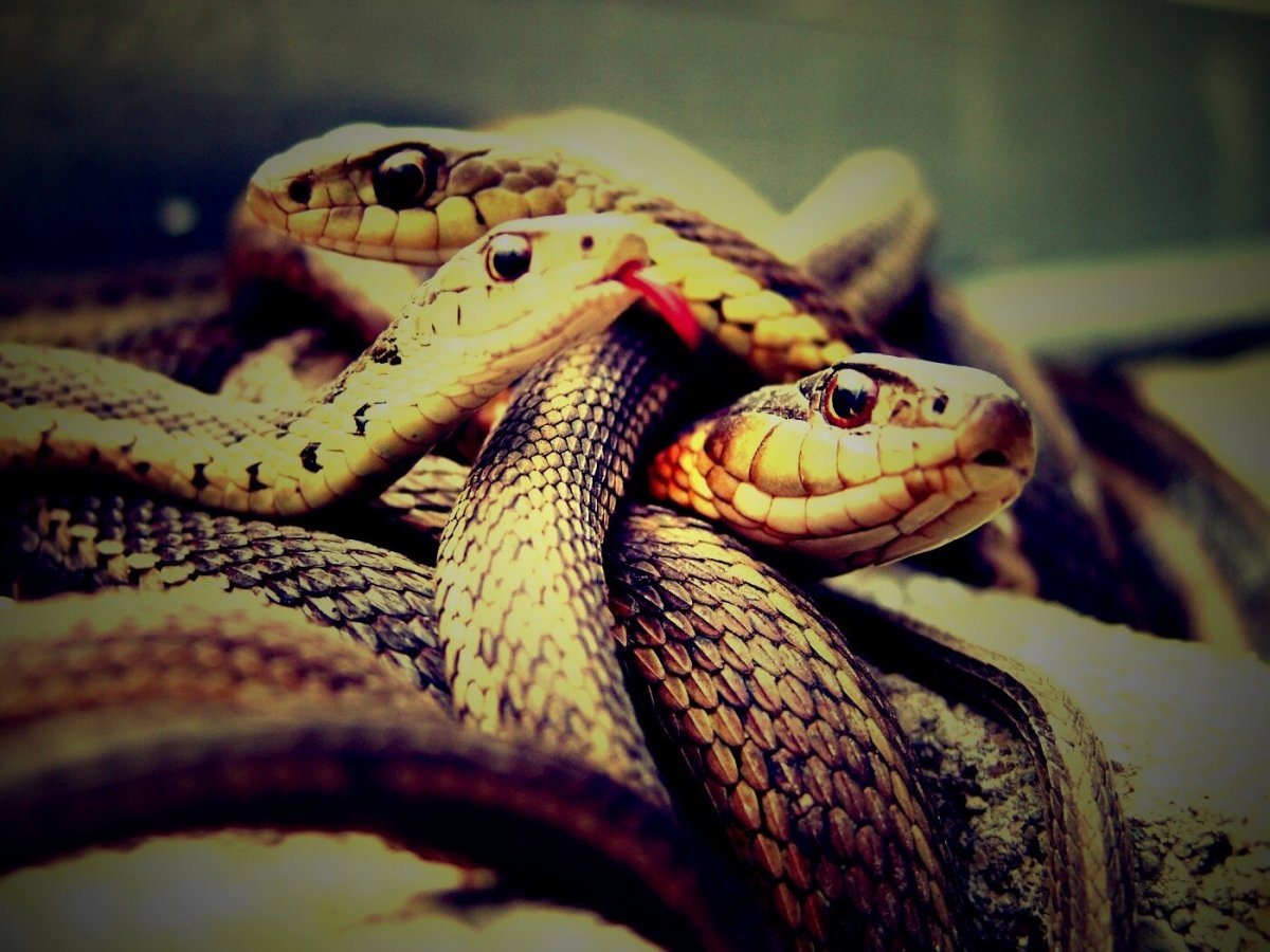 Кобра удав желтопузик уж