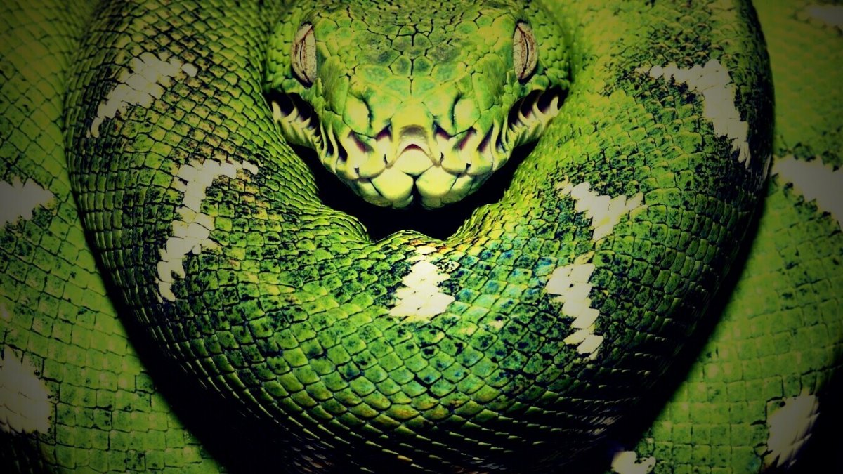 Змея 1920х1080