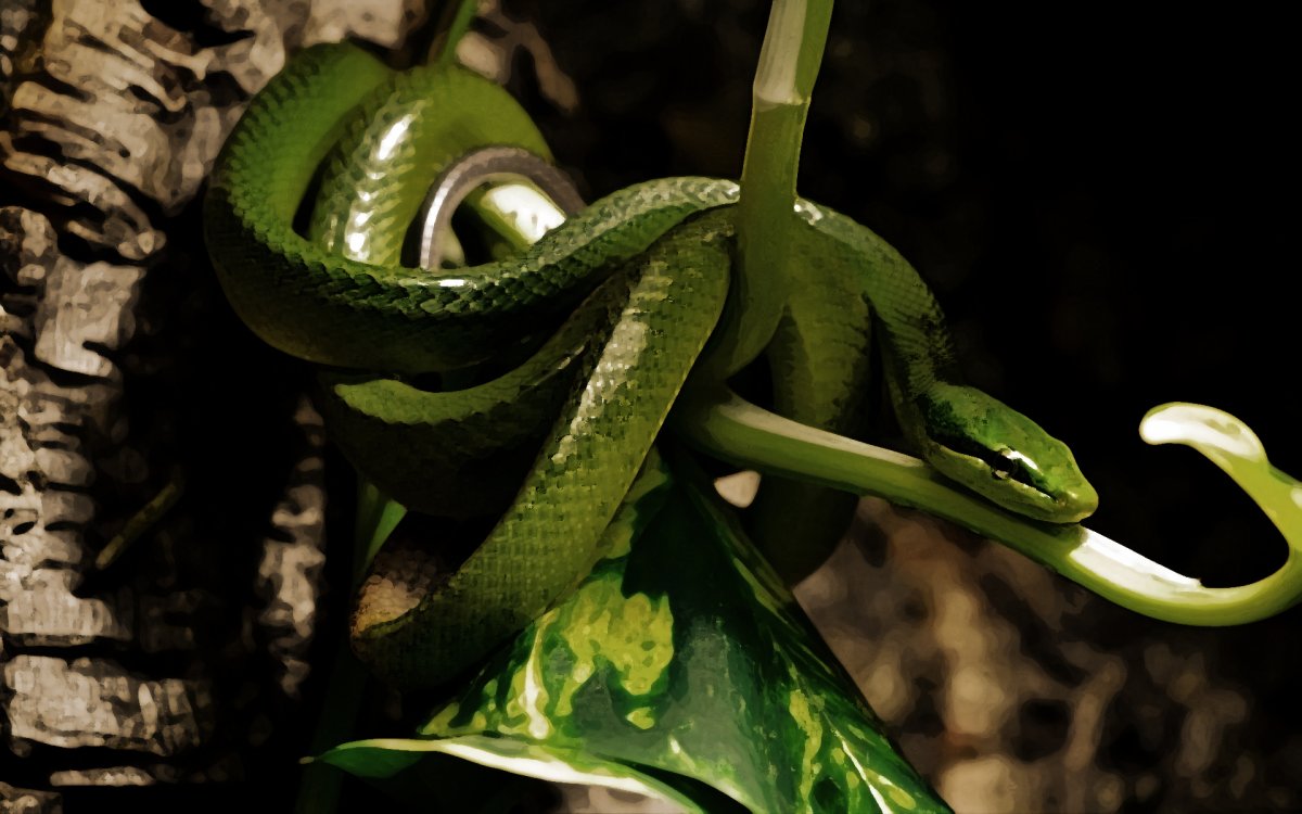 Смарагдовый полоз