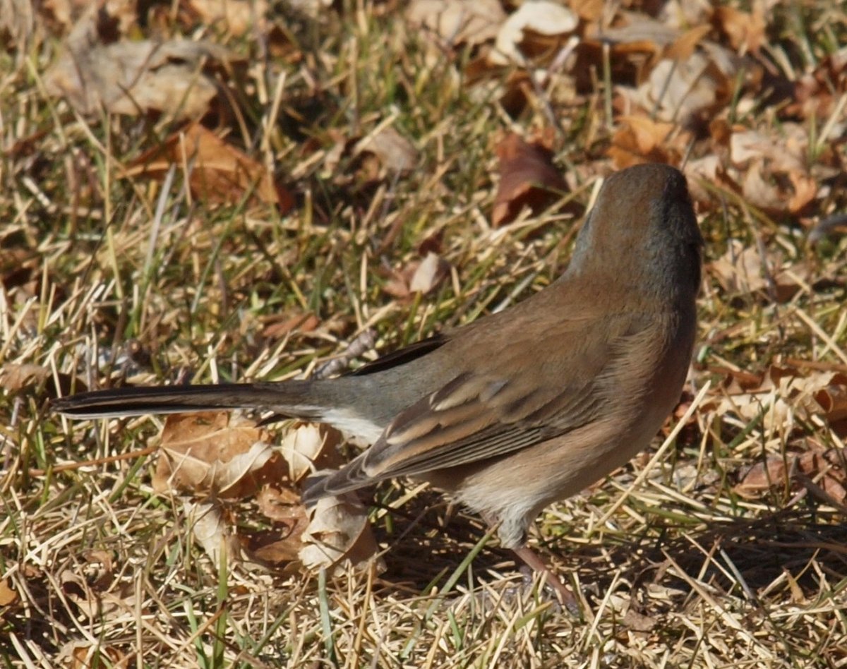 Гуси Уральские серые