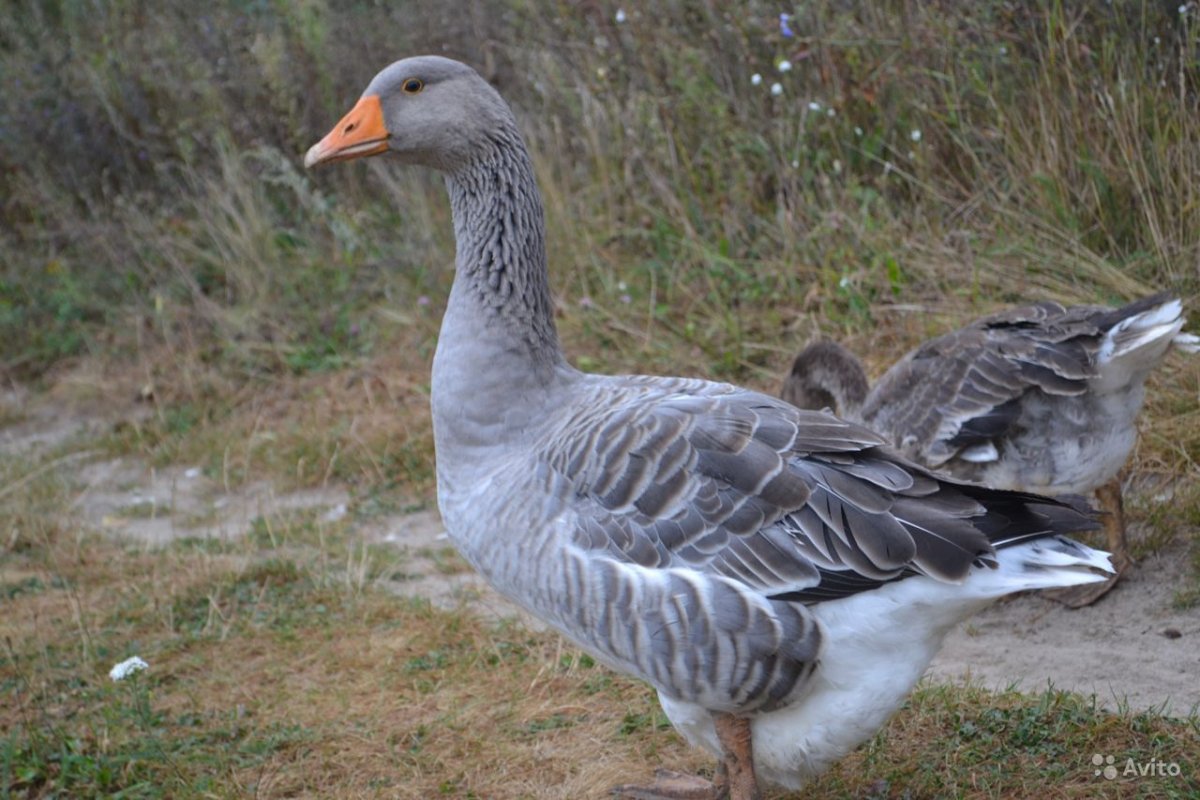 Серая мухоловка птица птенец